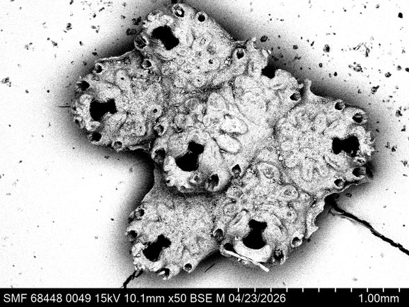 Bryozoa Art: Decurtaria cornuta (Beissel 1865) aus Bryozoen Sammlung Senckenberg Frankfurt