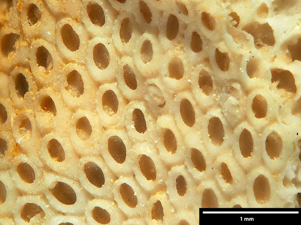 Bryozoa Art: Membranipora crustula Voigt 1930 aus Bryozoen Sammlung Senckenberg Frankfurt