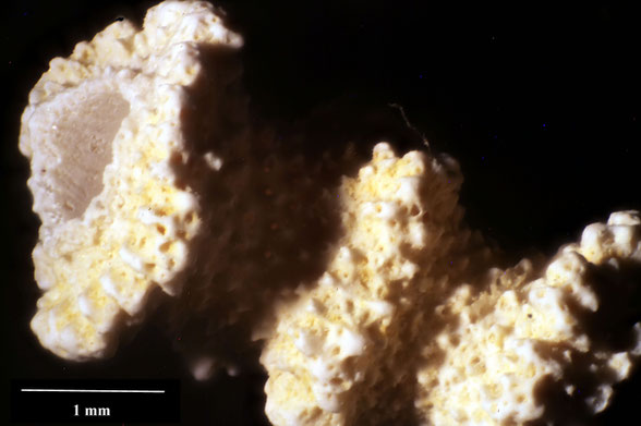 Bryozoa Art: Coelocochlea torquata von Hagenow 1851 aus Bryozoen Sammlung Senckenberg Frankfurt,  CC BY:  Dr. Rainer Teubner