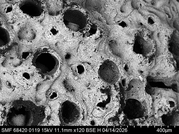 Bryozoa Art: Cellepora agglomerata (Marsson) aus Bryozoen Sammlung Senckenberg Frankfurt