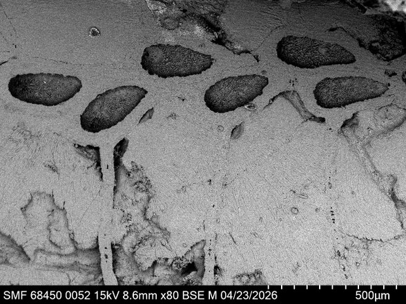 Bryozoa Art: Stolonicella hillmeri Voigt 1979 aus Bryozoen Sammlung Senckenberg Frankfurt