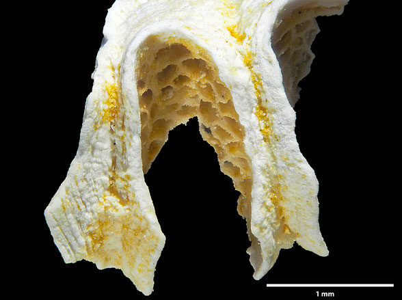 Bryozoa Art: Camerapora mamillata (Meunier & Pergens 1885) aus Bryozoen Sammlung Senckenberg Frankfurt