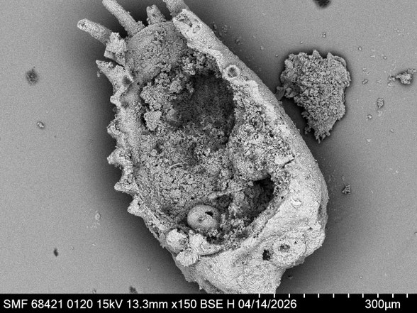 Bryozoa Art: Castanopora voigti Larwood aus Bryozoen Sammlung Senckenberg Frankfurt