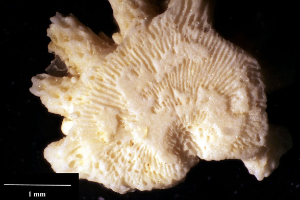 Bryozoa Art: Stephanodesma bifurcata Hamm 1881 aus Bryozoen Sammlung Senckenberg Frankfurt,  CC BY:  Dr. Rainer Teubner
