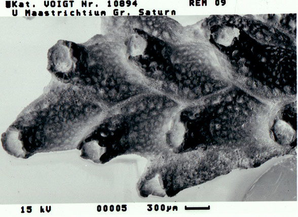 Bryozoa Art: Pachydera grandis (Marsson 1887) aus Bryozoen Sammlung Senckenberg Frankfurt