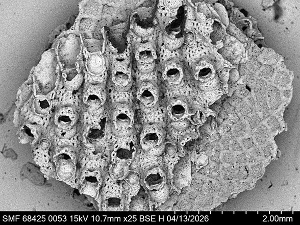 Bryozoa Art: Pachydera seriata Voigt aus Bryozoen Sammlung Senckenberg Frankfurt