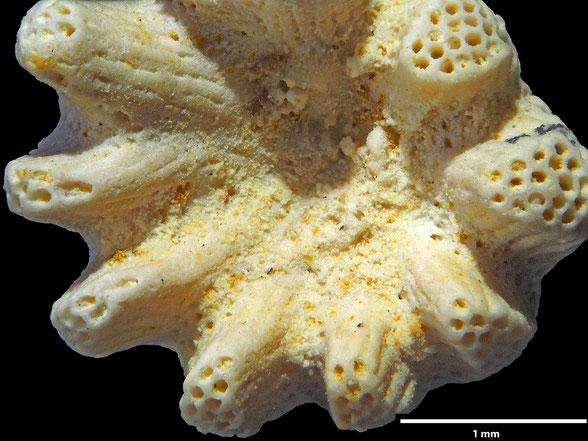 Bryozoa Art: Discocytis bettenstaedti Voigt 1951 aus Bryozoen Sammlung Senckenberg Frankfurt