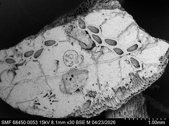 Bryozoa Art: Stolonicella hillmeri Voigt 1979 aus Bryozoen Sammlung Senckenberg Frankfurt