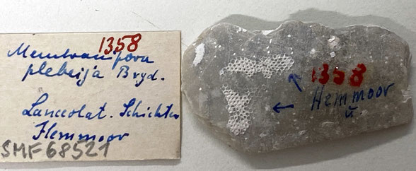Senckenberg, Bryozoa, Bryozoen, Moostierchen, Sammlung Voigt