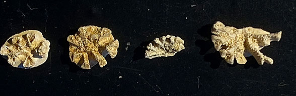 Bryozoa Art: Idmonea divaricta Ubaghs 1879 aus Bryozoen Sammlung Senckenberg Frankfurt