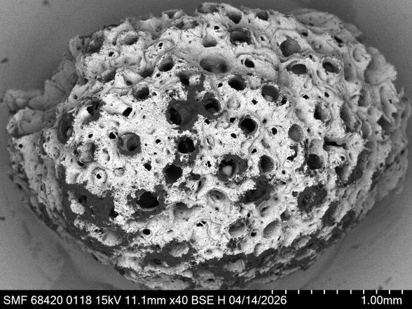 Bryozoa Art: Cellepora agglomerata (Marsson) aus Bryozoen Sammlung Senckenberg Frankfurt