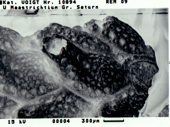 Bryozoa Art: Pachydera grandis (Marsson 1887) aus Bryozoen Sammlung Senckenberg Frankfurt