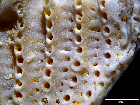Bryozoa Art: Idmonea macilenta von Hagenow 1851 aus Bryozoen Sammlung Senckenberg Frankfurt