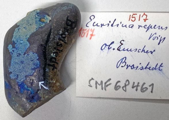 Senckenberg, Bryozoa, Bryozoen, Moostierchen, Sammlung Voigt