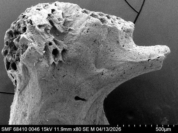 Bryozoa Art: Osculipora truncata (Goldfuss 1826) aus Bryozoen Sammlung Senckenberg Frankfurt