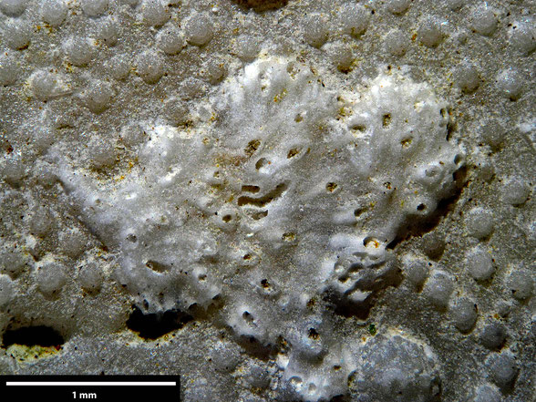 Bryozoa Art: Cryptostoma aviculigerum Brydone 1936 aus Bryozoen Sammlung Senckenberg Frankfurt