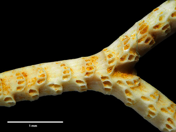 Bryozoa Art: Idmonella laticosta Marsson 1887 aus Bryozoen Sammlung Senckenberg Frankfurt