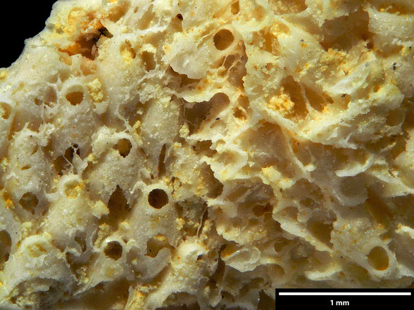 Bryozoa Art: Pliophloea brongniarti von Hagenow 1851 aus Bryozoen Sammlung Senckenberg Frankfurt