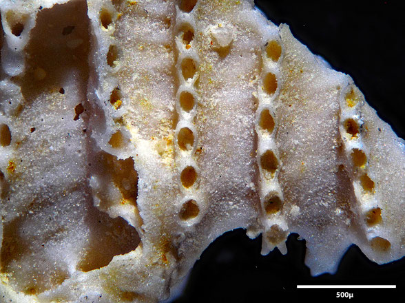Bryozoa Art: Idmonea macilenta von Hagenow 1851 aus Bryozoen Sammlung Senckenberg Frankfurt