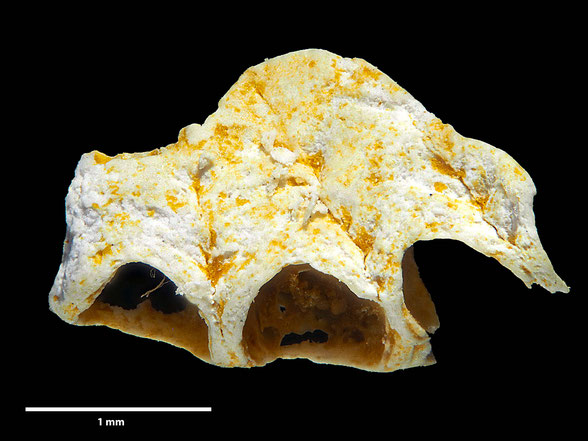 Bryozoa Art: Camerapora mamillata (Meunier & Pergens 1885) aus Bryozoen Sammlung Senckenberg Frankfurt