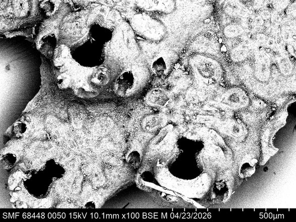 Bryozoa Art: Decurtaria cornuta (Beissel 1865) aus Bryozoen Sammlung Senckenberg Frankfurt