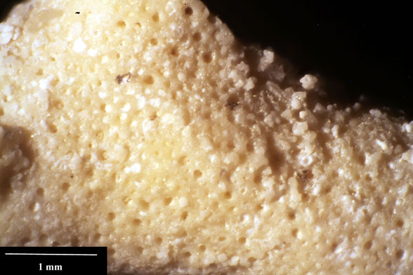 Bryozoa Art: Petalopora fallax (Hamm 1881) aus Bryozoen Sammlung Senckenberg Frankfurt,  CC BY:  Dr. Rainer Teubner
