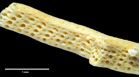 Bryozoa Art: Polyascosoecia lichenoides Goldfuss aus Bryozoen Sammlung Senckenberg Frankfurt