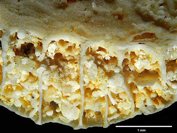 Bryozoa Art: Camerapora semipatina Hamm aus Bryozoen Sammlung Senckenberg Frankfurt