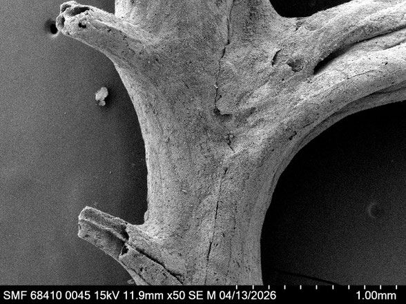 Bryozoa Art: Osculipora truncata (Goldfuss 1826) aus Bryozoen Sammlung Senckenberg Frankfurt