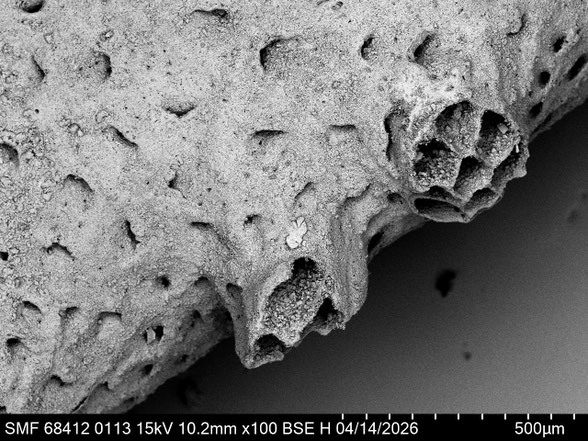 Bryozoa Art: Desmepora semicylindrica (Roemer 1840) aus Bryozoen Sammlung Senckenberg Frankfurt