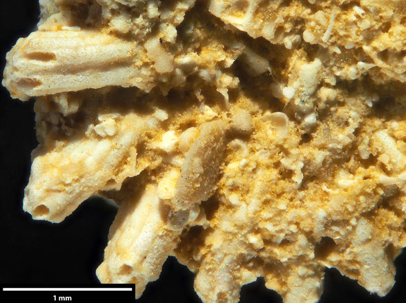 Bryozoa Art: Discocytis bettenstaedti Voigt 1951 aus Bryozoen Sammlung Senckenberg Frankfurt
