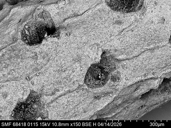 Bryozoa Art: Platyglena clava Marsson 1887 aus Bryozoen Sammlung Senckenberg Frankfurt,  