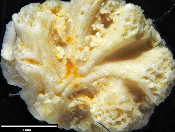 Bryozoa Art: Stephanodesma bifurcata Hamm 1881 aus Bryozoen Sammlung Senckenberg Frankfurt