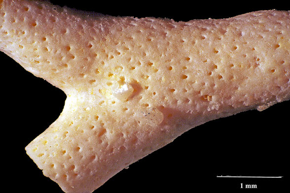Bryozoa Art: Cavaria micropora von Hagenow aus Bryozoen Sammlung Senckenberg Frankfurt, CC BY: Dr. Rainer Teubner