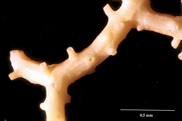 Bryozoa Art: Entalophora pergensi Gregory 1899 aus Bryozoen Sammlung Senckenberg Frankfurt,  CC BY:  Dr. Rainer Teubner