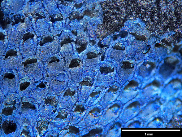 Bryozoa Art: Aechmella bassleri Voigt, 1924 aus Bryozoen Sammlung Senckenberg Frankfurt,  