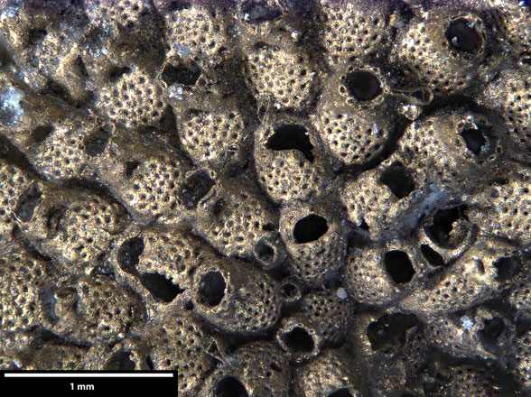 Bryozoa Art: Pachydera bosqueti (Ubaghs 1865) aus Bryozoen Sammlung Senckenberg Frankfurt