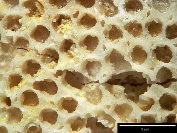 Bryozoa Art: Membranipora crustula Voigt 1930 aus Bryozoen Sammlung Senckenberg Frankfurt