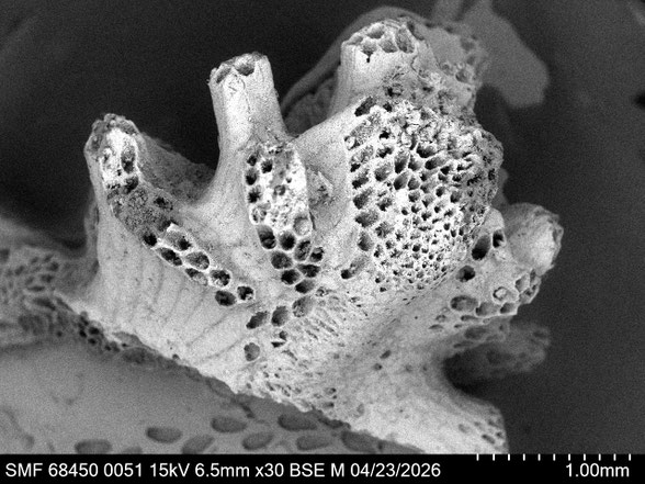 Bryozoa Art: Stolonicella hillmeri Voigt 1979 aus Bryozoen Sammlung Senckenberg Frankfurt