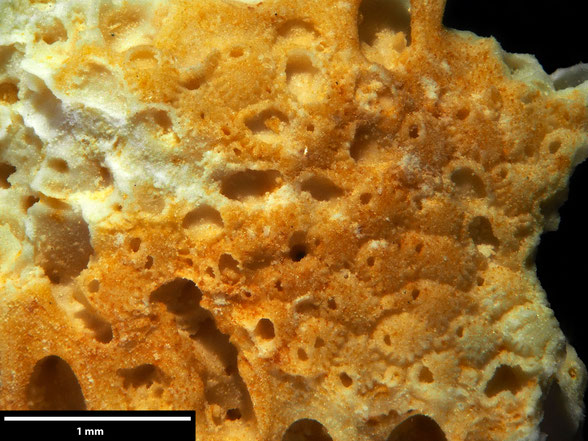 Bryozoa Art: Cellepora lessoni von Hagenow aus Bryozoen Sammlung Senckenberg Frankfurt,  