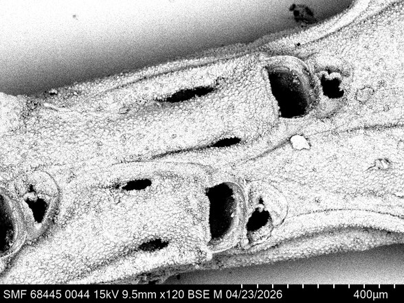 Bryozoa Art: Micropora amphora (von Hagenow 1839) aus Bryozoen Sammlung Senckenberg Frankfurt