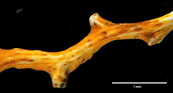Bryozoa Art: Retecava maculata von Hagenow aus Bryozoen Sammlung Senckenberg Frankfurt