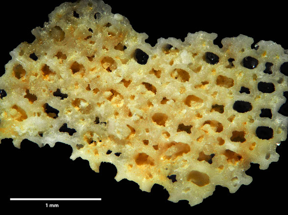 Bryozoa Art: Semiescharipora cruciata Ubughe aus Bryozoen Sammlung Senckenberg Frankfurt