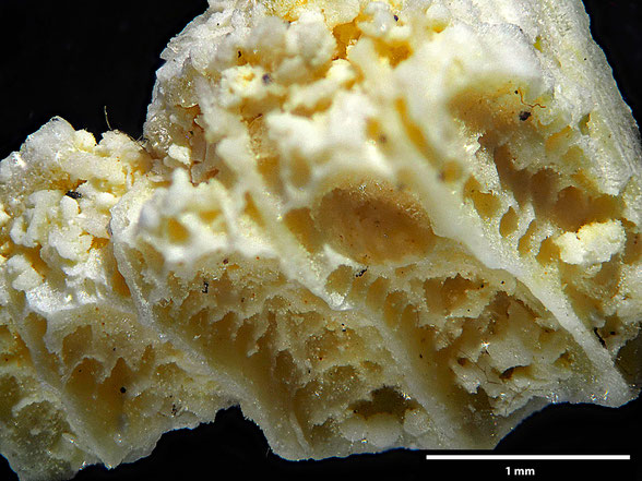 Bryozoa Art: Camerapora semipatina Hamm aus Bryozoen Sammlung Senckenberg Frankfurt