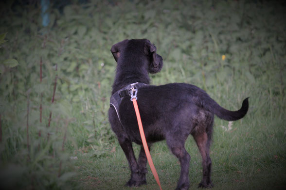 Hunde an der Schleppleine auf der Wiese