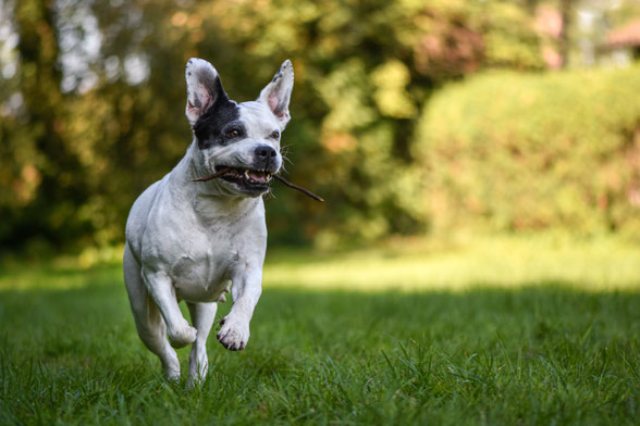 Hund rennt über eine Wiese