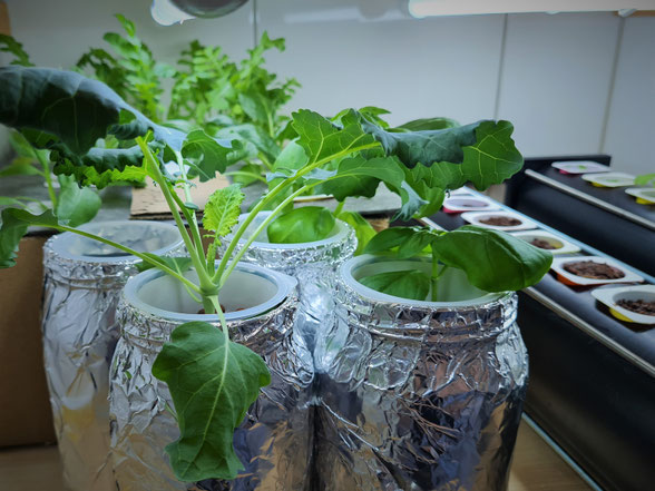 Hydroponik - Täglich frisches Gemüse aus der Wohnung