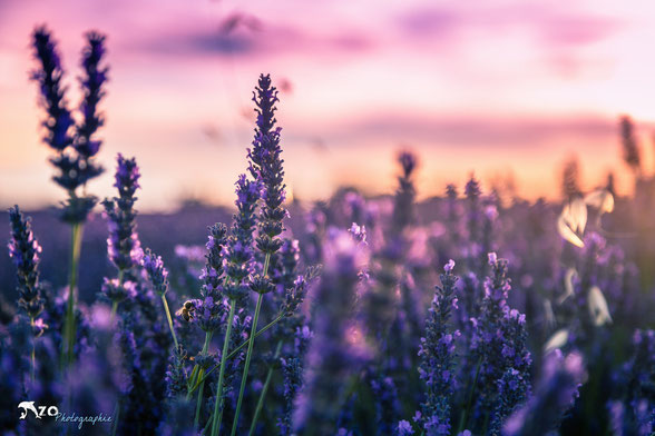 Champs de lavande - Plateau de Valensole - brindilles de lavande au coucher du soleil