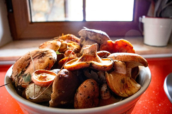 Frutos del Otoño recién cosechados