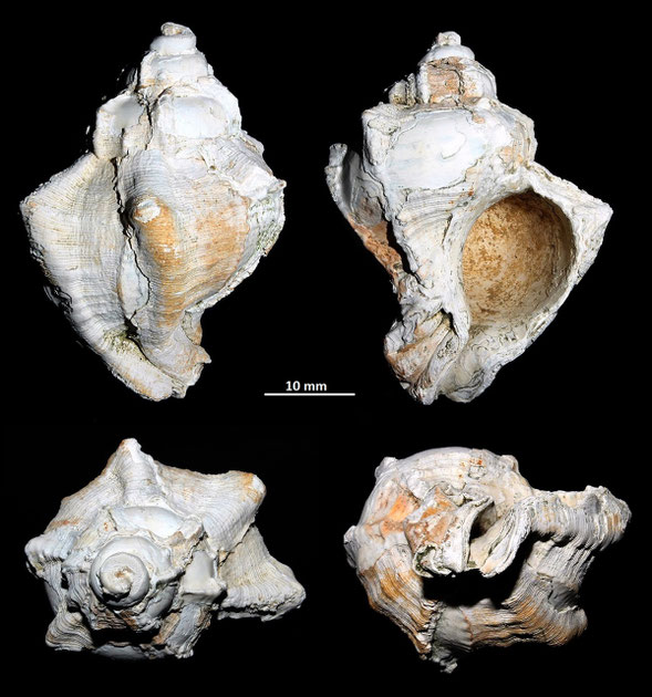 Hexaplex trunculus, Macchia della Turchina (Monteromano, VT)